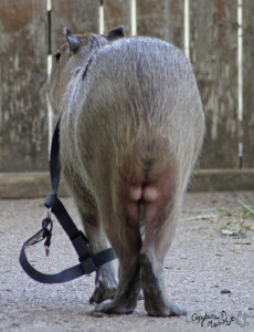 Posterior view of a capybara with narrow hips due to chronic scurvy