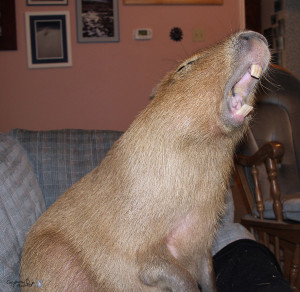 Image of a capybara yawning and showing its large incisors.