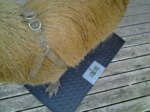 Weighing a capybara
