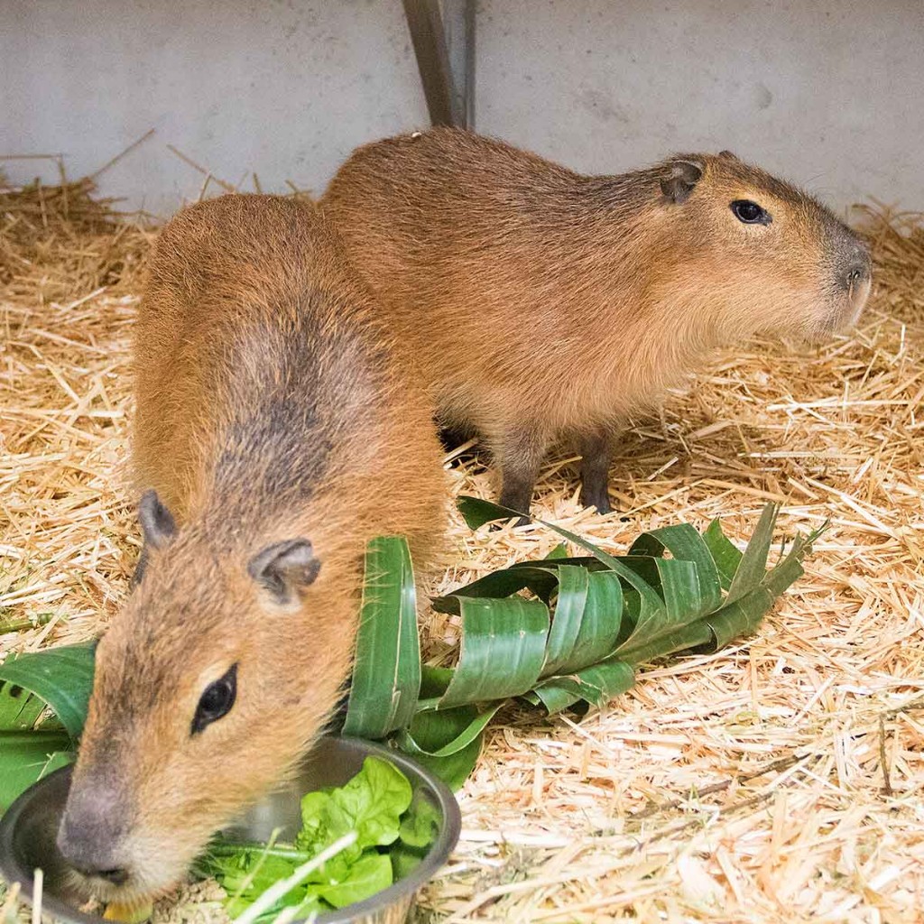 Capybaras!