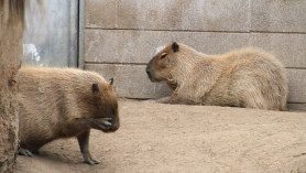 Capybaras at the San Diego Zoo